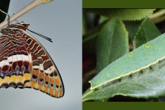 Charaxes jasius