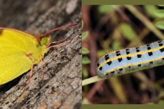 Colias alfacariensis