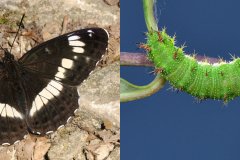 Limenitis camilla