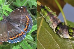 Limenitis populi