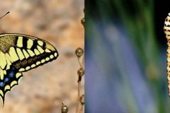 Papilio saharae