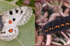 Parnassius apollo